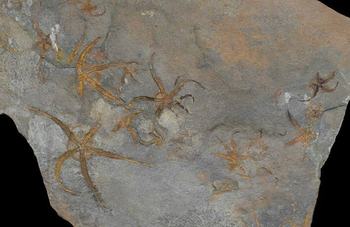 Wide, Ordovician Brittle Star Multiple Plate - Morocco #170625